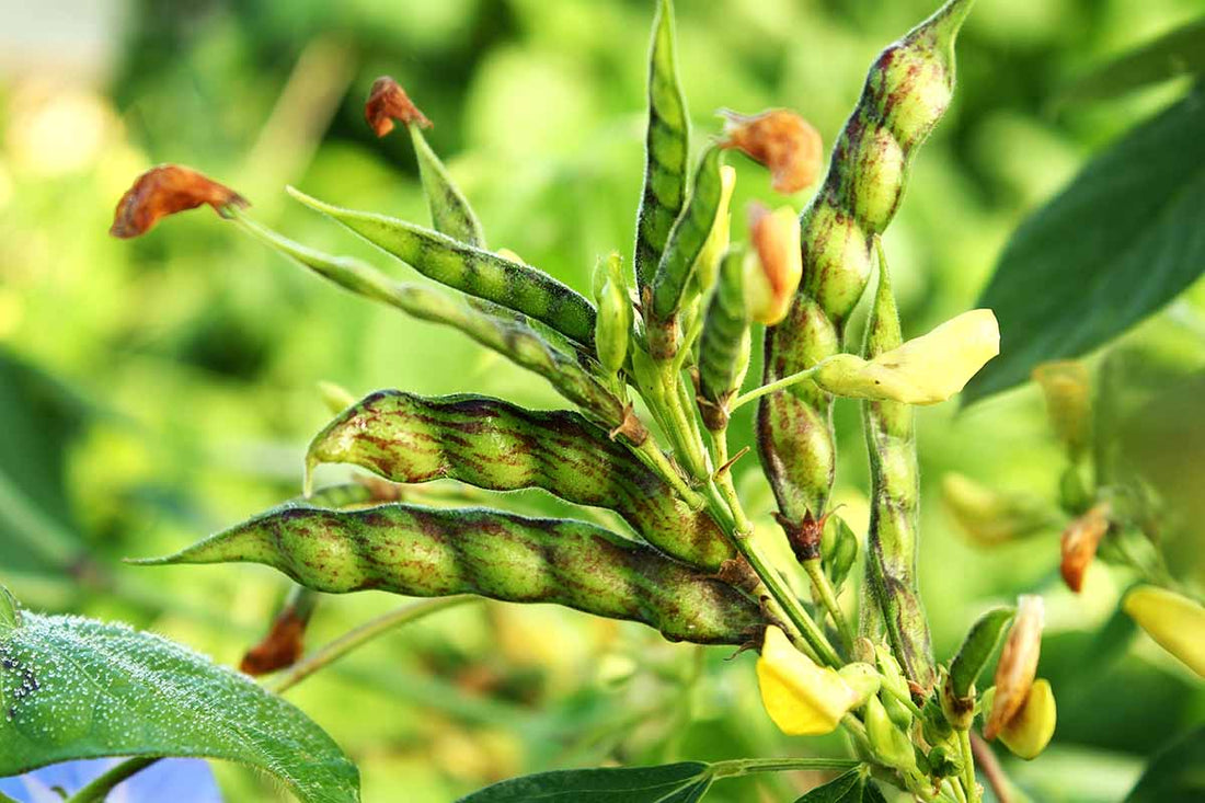 Trichoderma Pseudomonas Bacillus for Pigeon Pea