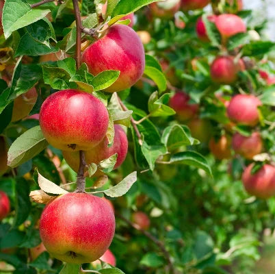 Streptomyces Lydicus for Apple Soil-Borne Diseases