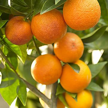 Streptomyces Lydicus for Citrus Disease Resistance