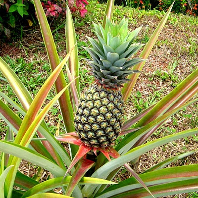 Trichoderma Pseudomonas Bacillus for Pineapple