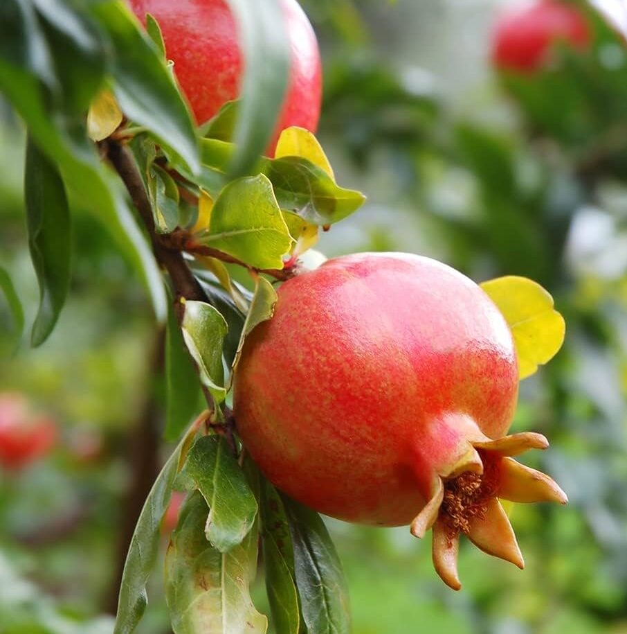 Streptomyces Lydicus for Soil Microbial Balance in Pomegranate