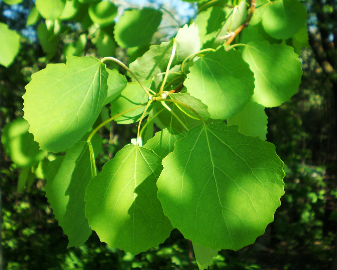 Trichoderma Pseudomonas Bacillus for Poplar