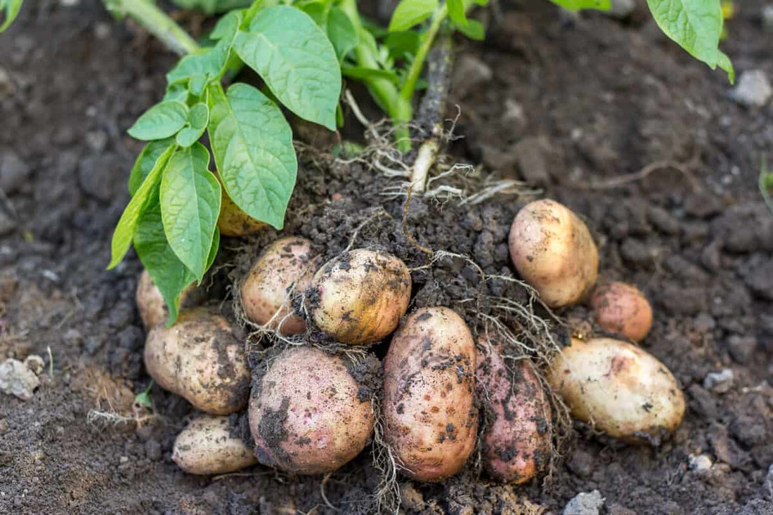 Trichoderma Pseudomonas Bacillus for Potato