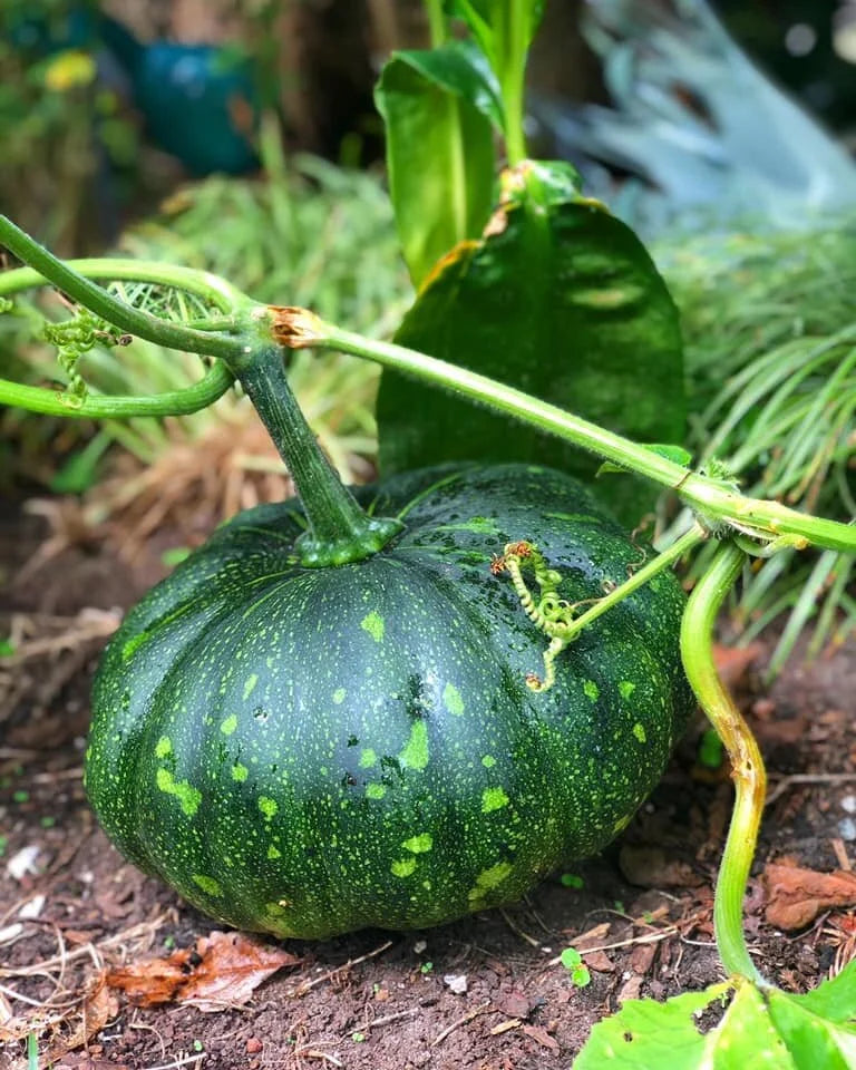 Trichoderma Pseudomonas Bacillus for Pumpkin