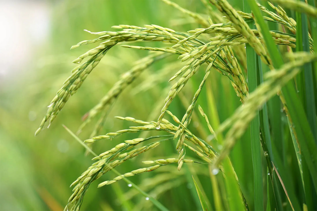 Trichoderma Pseudomonas Bacillus for Rice