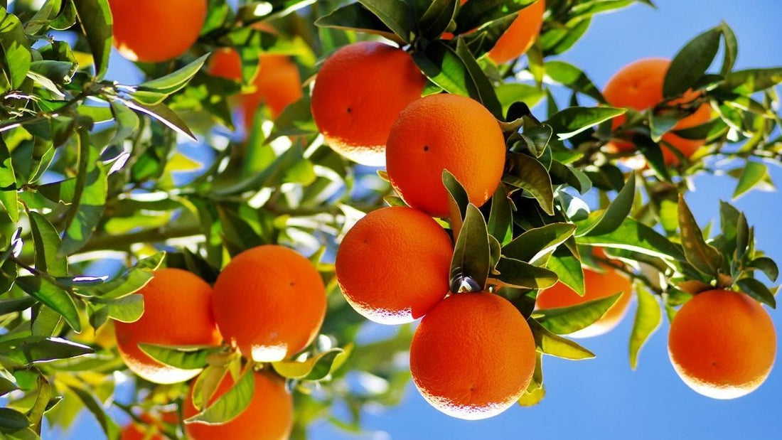 Streptomyces Lydicus for Citrus Root Rot