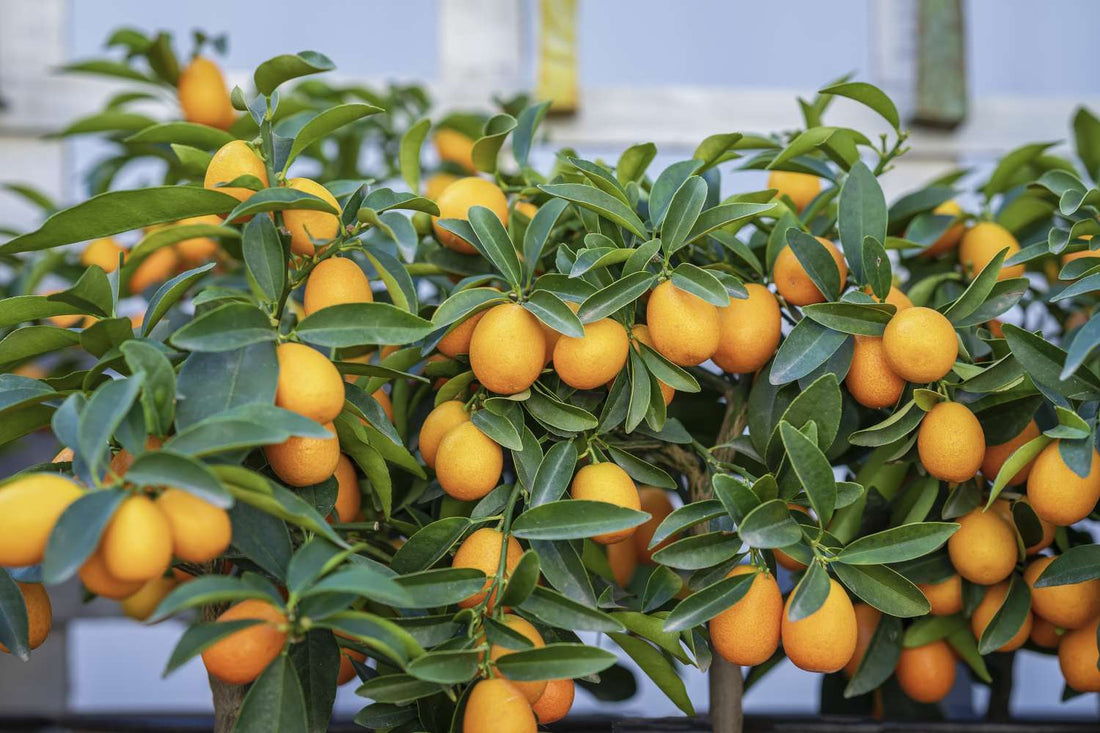 Streptomyces Lydicus Manufacturer for Citrus