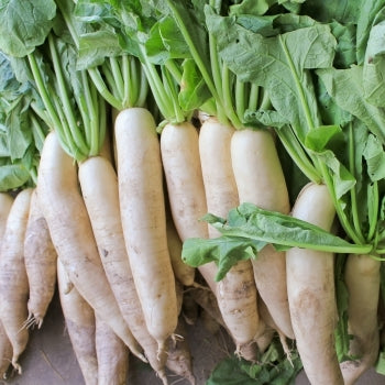 Trichoderma Pseudomonas Bacillus for Radish