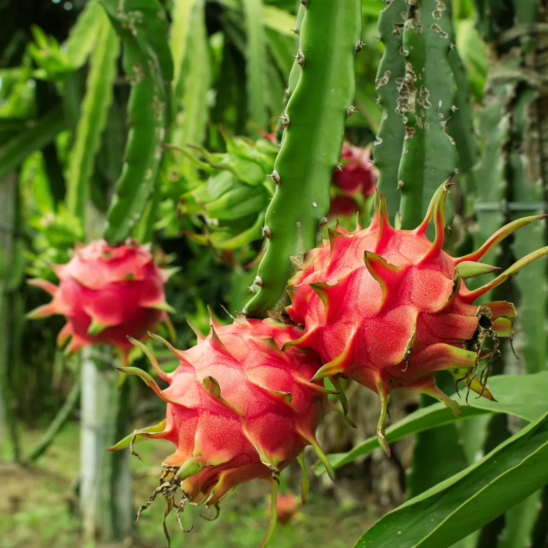 Trichoderma Pseudomonas Bacillus for Dragon Fruit