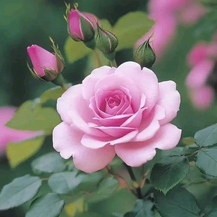Trichoderma Pseudomonas Bacillus for Rose