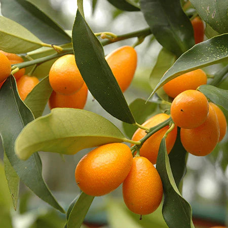 Streptomyces Lydicus Supplier for Citrus Farmers