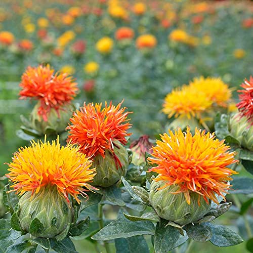 Trichoderma Pseudomonas Bacillus for Safflower