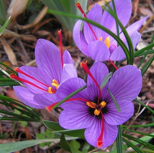 Trichoderma Pseudomonas Bacillus for Saffron