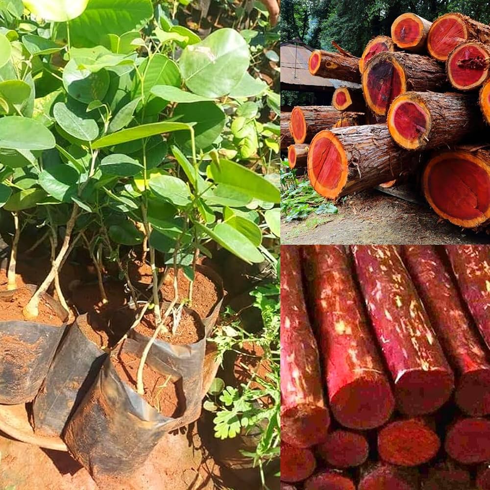 Trichoderma Pseudomonas Bacillus for Sandalwood