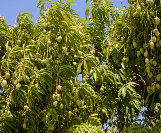 Streptomyces Lydicus for Mango Yield Improvement