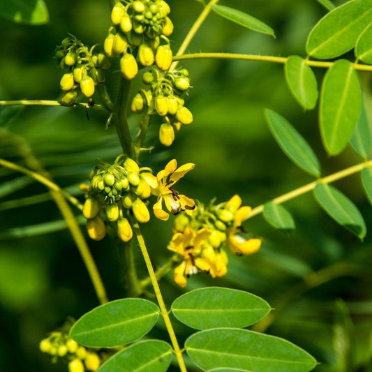 Trichoderma Pseudomonas Bacillus for Senna