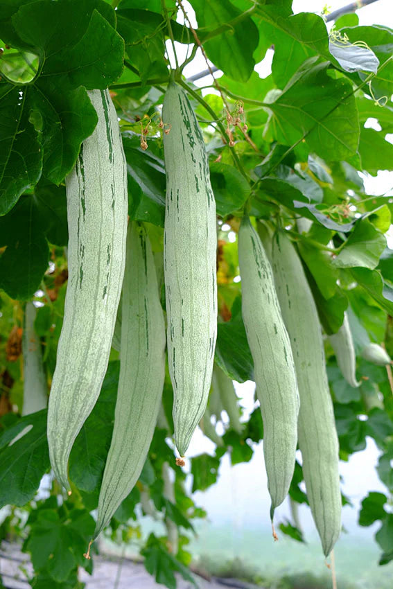 Trichoderma Pseudomonas Bacillus for Snake Gourd