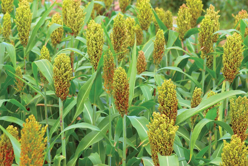 Trichoderma Pseudomonas Bacillus for Sorghum
