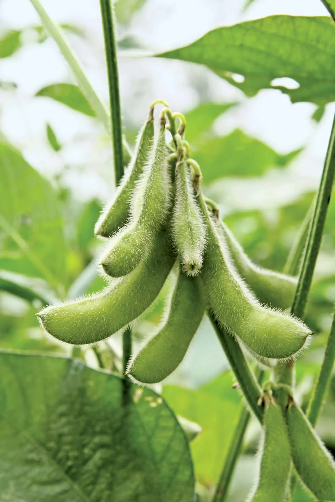 Trichoderma Pseudomonas Bacillus for Soybean