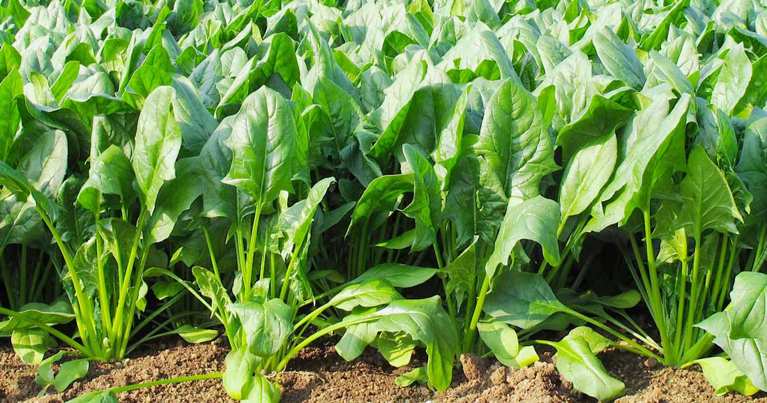 Trichoderma Pseudomonas Bacillus for Spinach