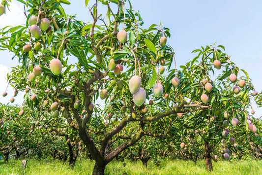Streptomyces Lydicus for Rainy Season Mango Disease Control