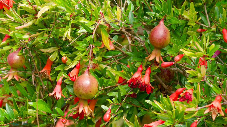 Streptomyces Lydicus Dosage for Pomegranate