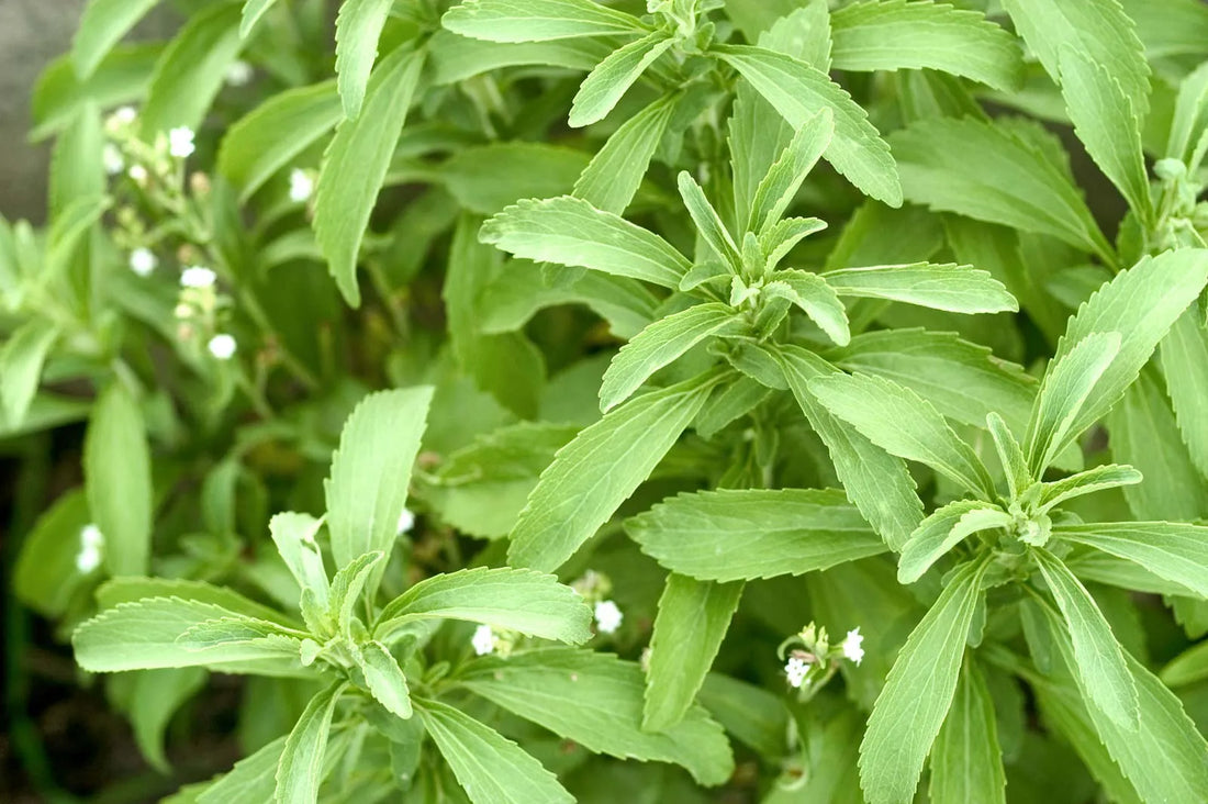 Trichoderma Pseudomonas Bacillus for Stevia
