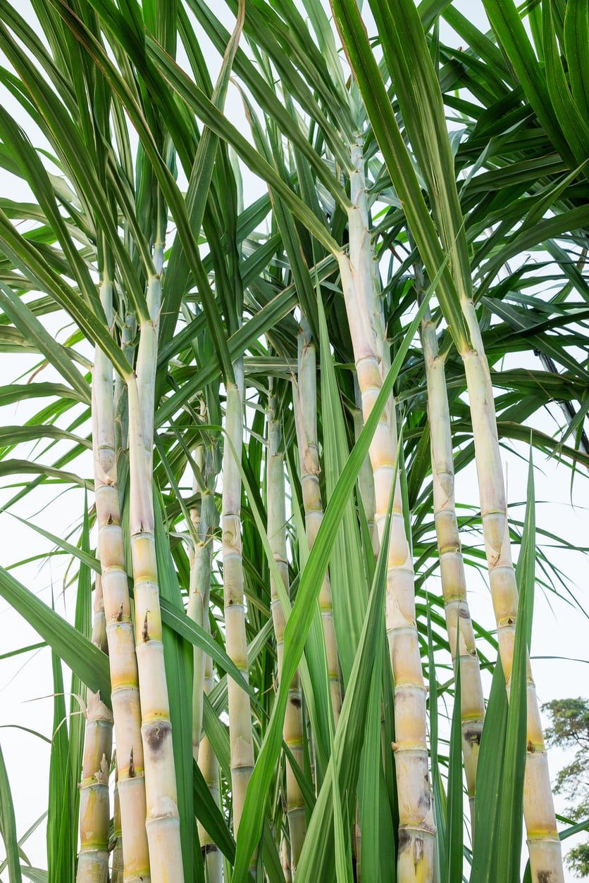 Trichoderma Pseudomonas Bacillus for Sugarcane