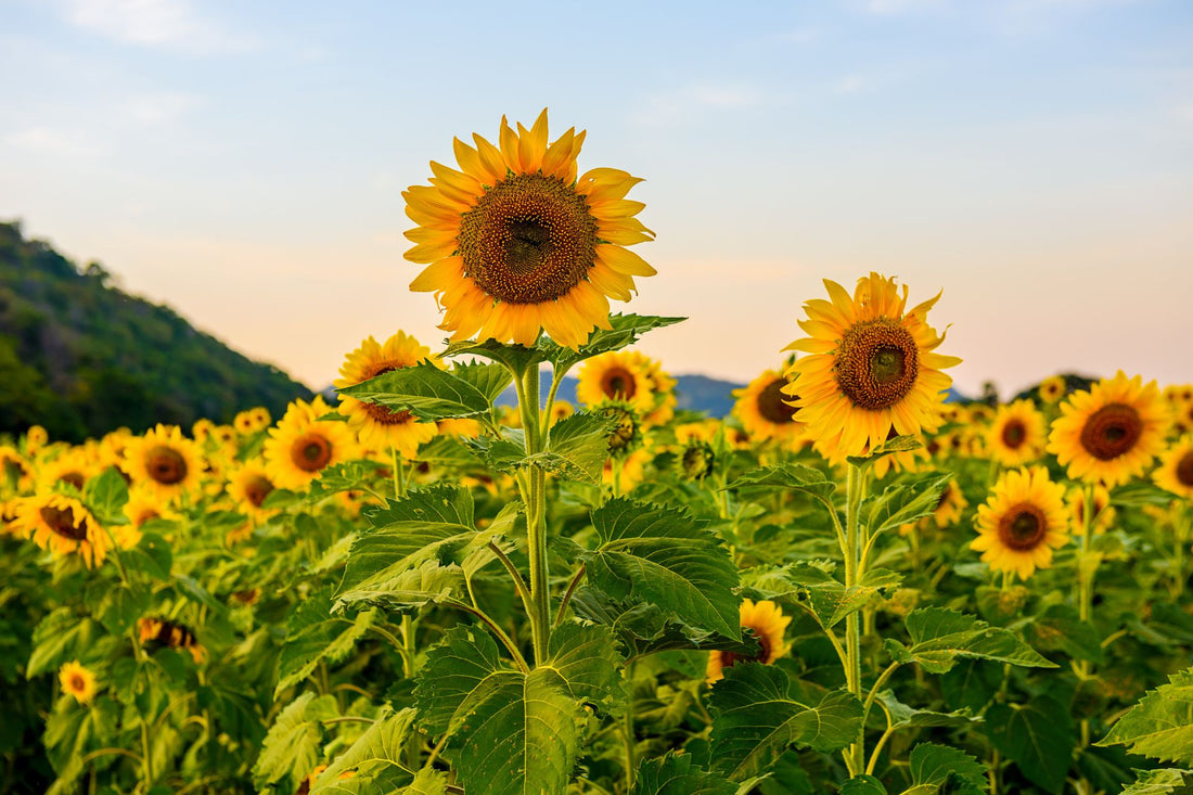 Trichoderma Pseudomonas Bacillus for Sunflower