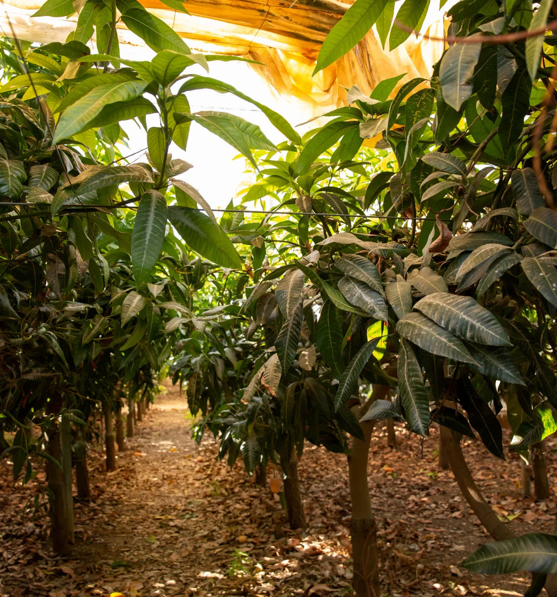 Streptomyces Lydicus for Organic Mango Farming