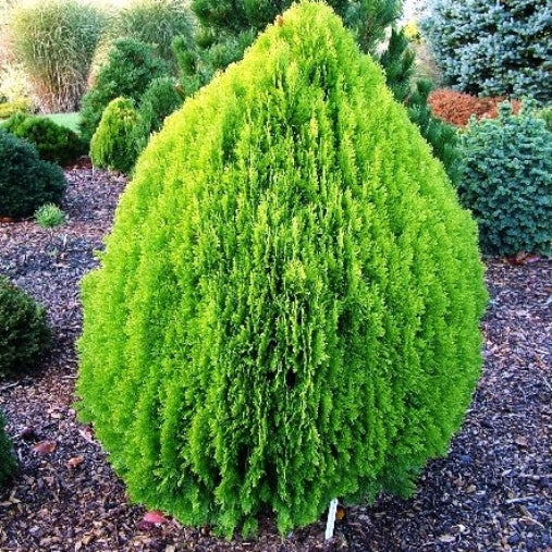 Trichoderma Pseudomonas Bacillus for Thuja