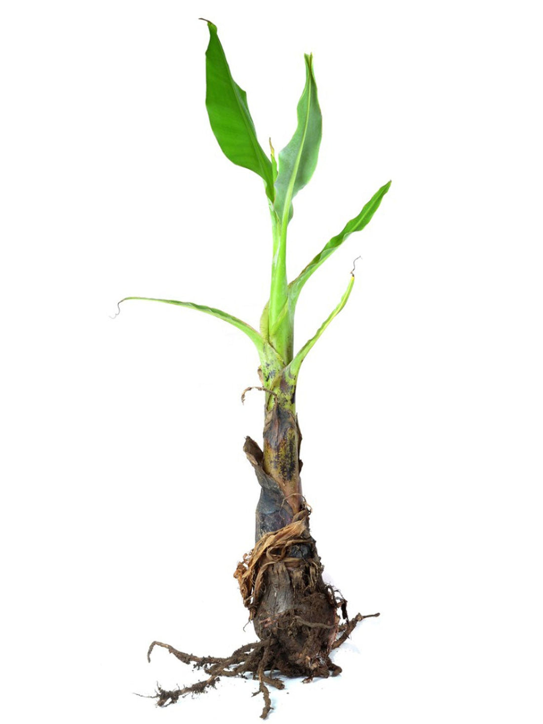 How Streptomyces Lydicus Protects Banana Roots