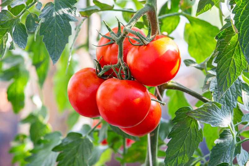 Trichoderma Pseudomonas Bacillus for Tomato