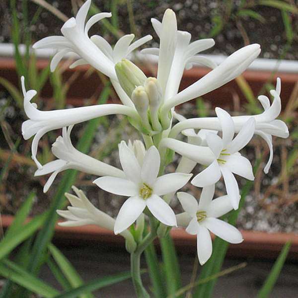Trichoderma Pseudomonas Bacillus for Tuberose