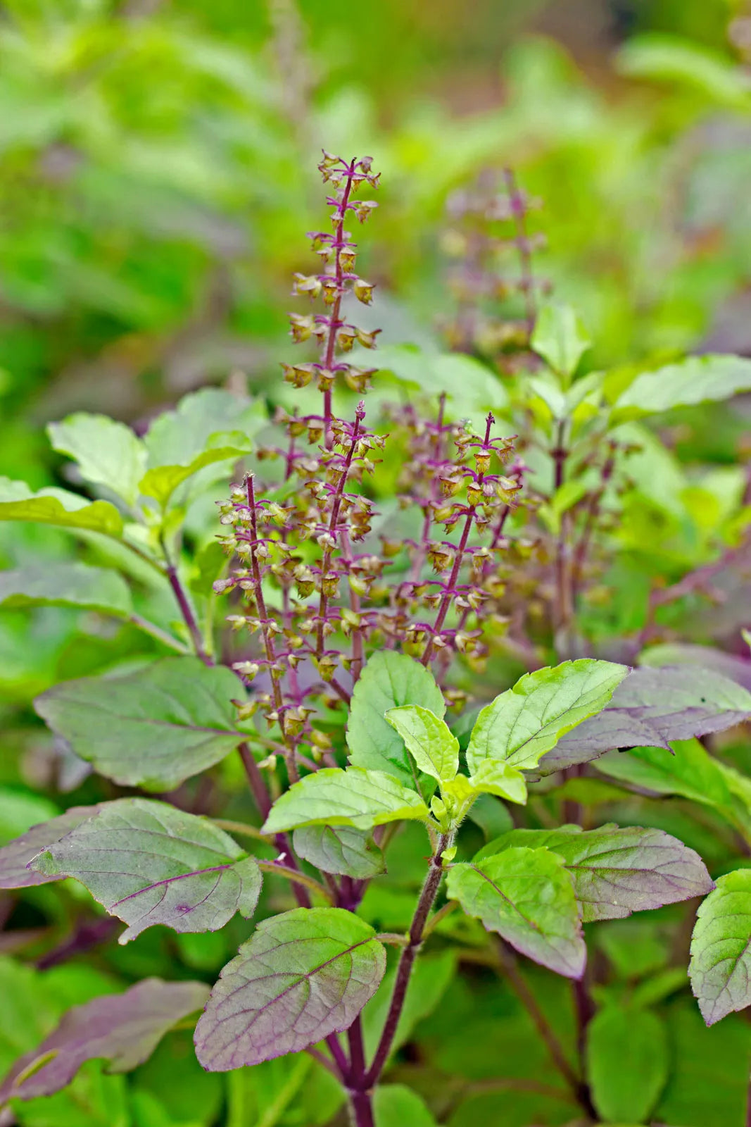 Trichoderma Pseudomonas Bacillus for Tulsi