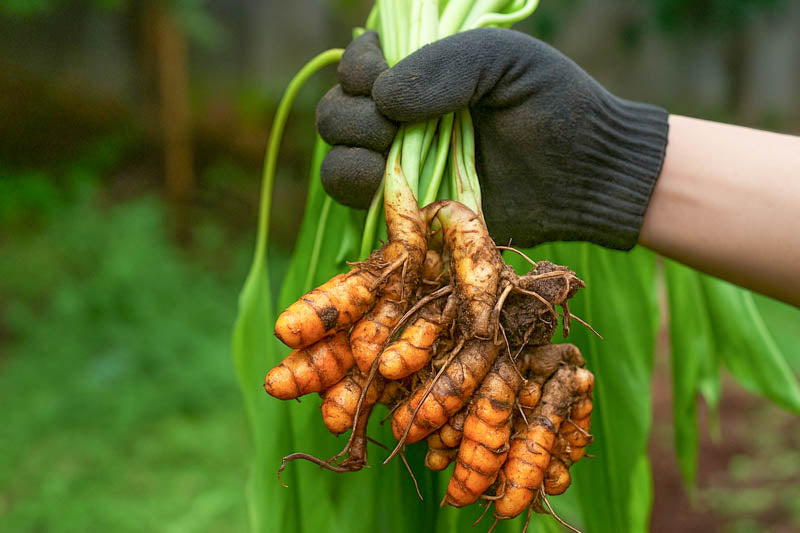 Trichoderma Pseudomonas Bacillus for Turmeric