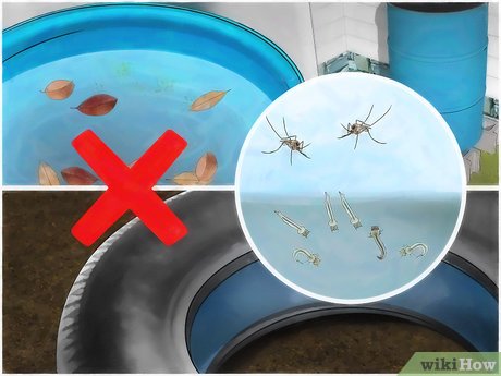 BTI for Pest Control: A Complete Guide for Mosquitoes and Fungus Gnats