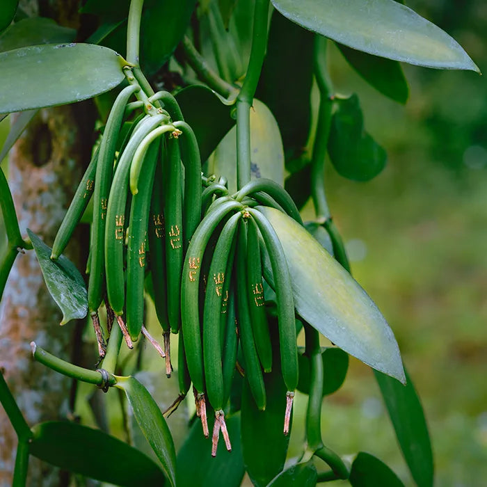 Trichoderma Pseudomonas Bacillus for Vanilla