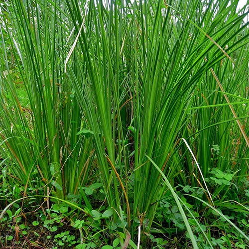 Trichoderma Pseudomonas Bacillus for Vetiver