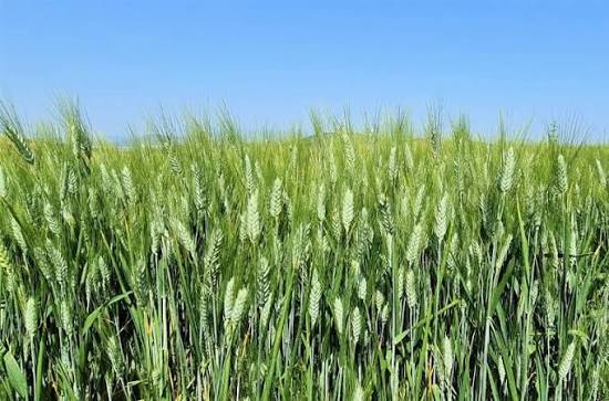 Trichoderma Pseudomonas Bacillus for Wheat