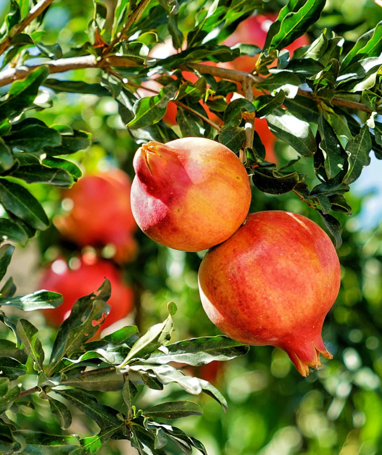 Trichoderma Pseudomonas Bacillus for Pomegranate