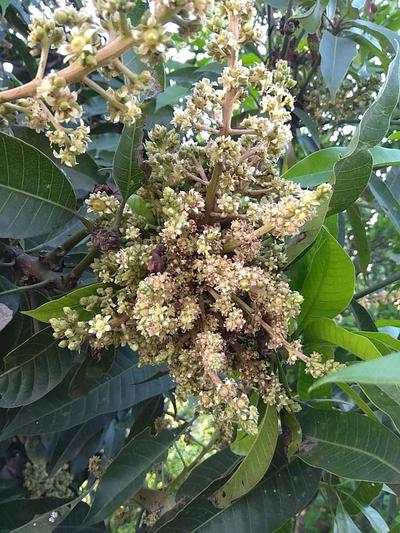 Streptomyces Lydicus for Mango Fusarium Management