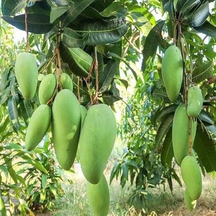 Best Time to Apply Streptomyces Lydicus in Mango