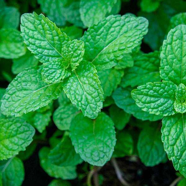 Trichoderma Pseudomonas Bacillus for Mint