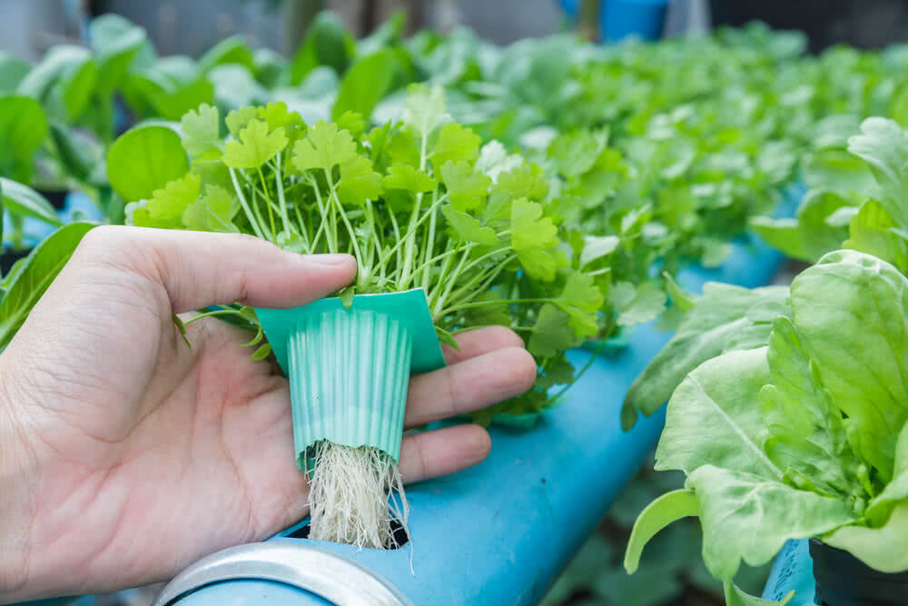 Algal cultivation