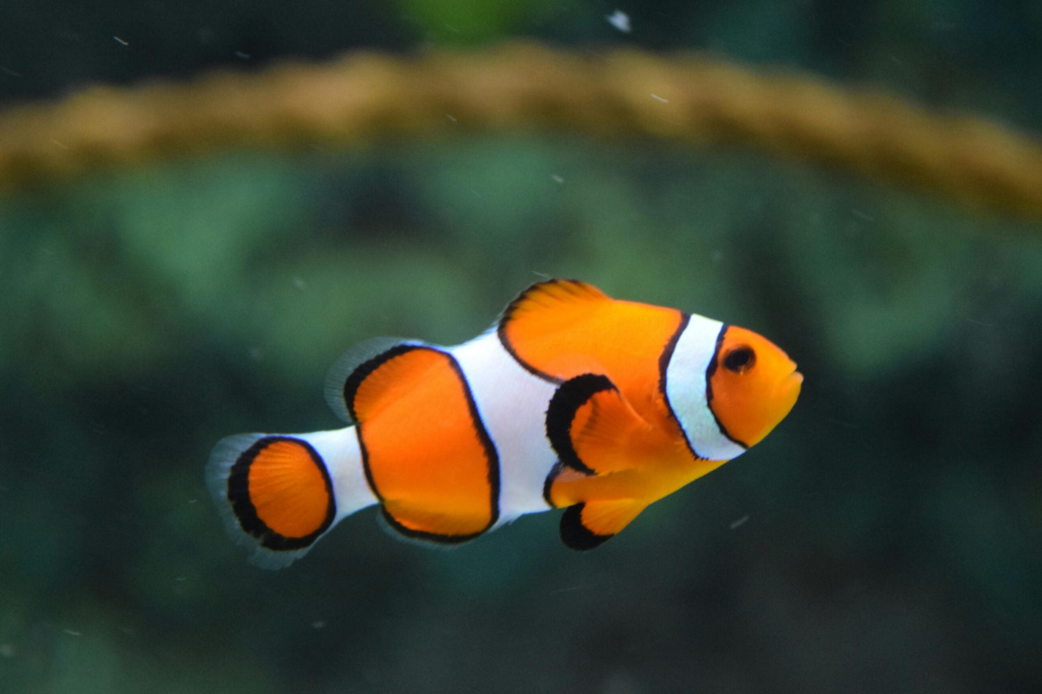 Aquaculture