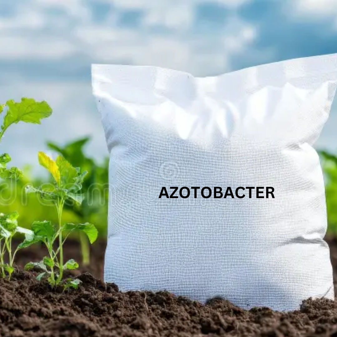 Azotobacter Powder Formulation (Water Insoluble) Talc Based Powder