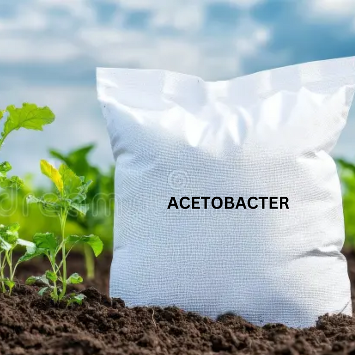 Buy Acetobacter WP | Starting at 150 Rs per kg | Bactostore