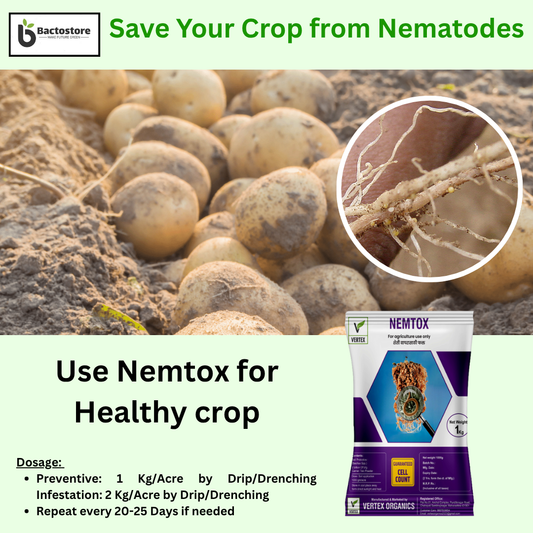 Root-Knot Nematode control in Potato