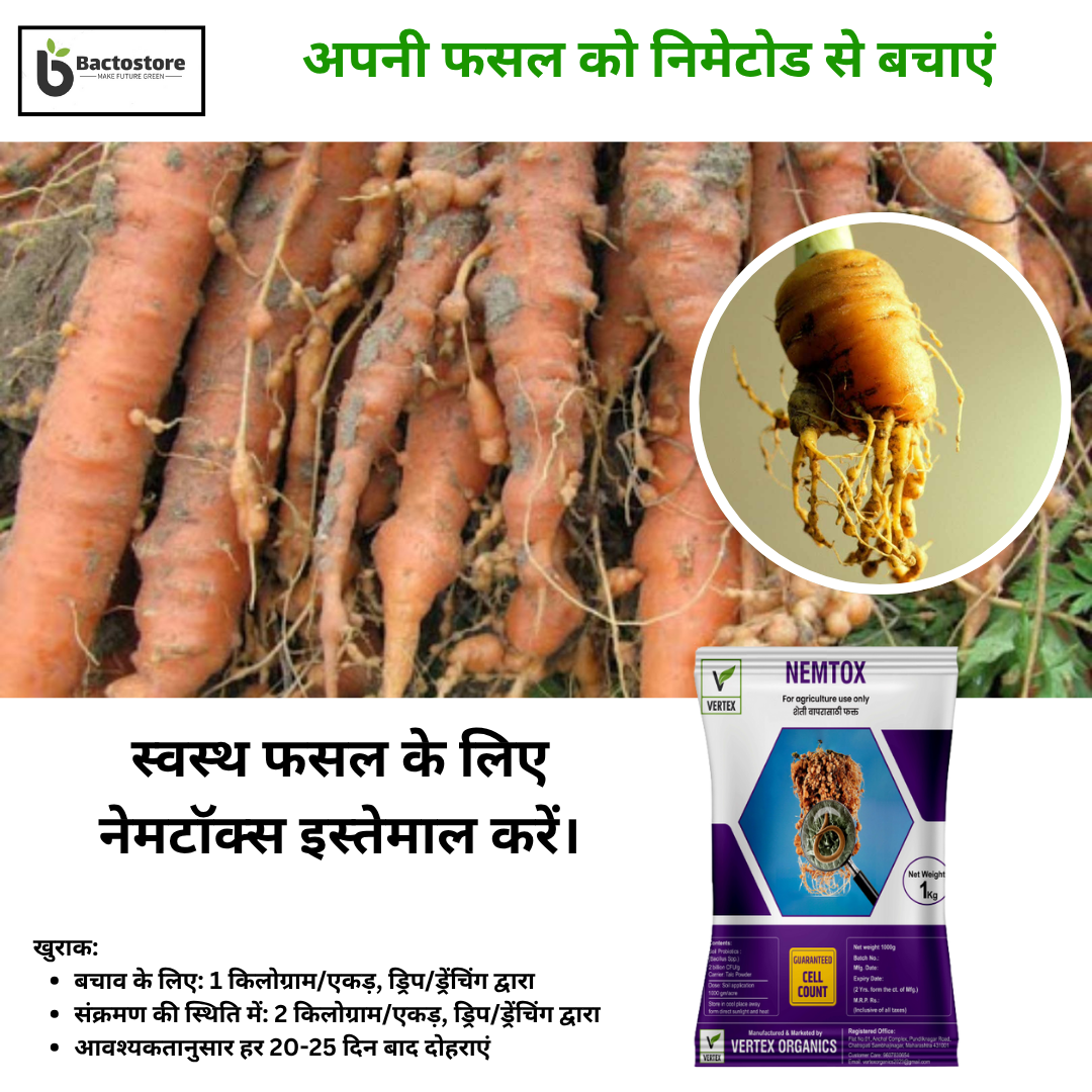 Nematode control in Carrot